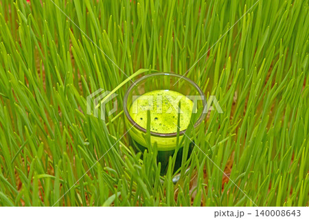 Wheat grass glass shot Wheat grass glass shot 140008643
