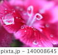 ピンクの花に宿る透明な水滴の輝き 140008645