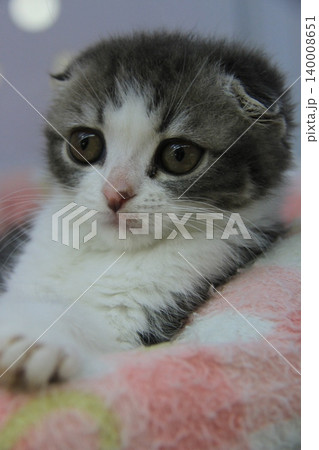 大きな瞳がかわいいスコティッシュフォールドの子猫 140008651