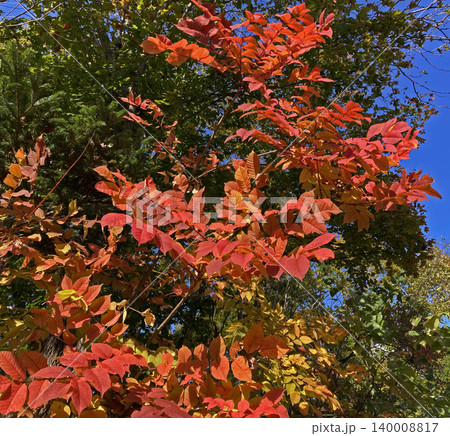 鮮やかに紅葉したヤマウルシ 鮮やかに紅葉したヤマウルシ 140008817
