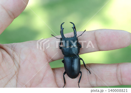 手に乗ったコクワガタのオス 手に乗ったコクワガタのオス 140008821