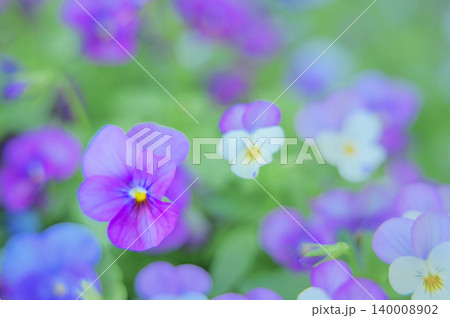 春の光に包まれる紫と白のビオラの花々 春の光に包まれる紫と白のビオラの花々 140008902