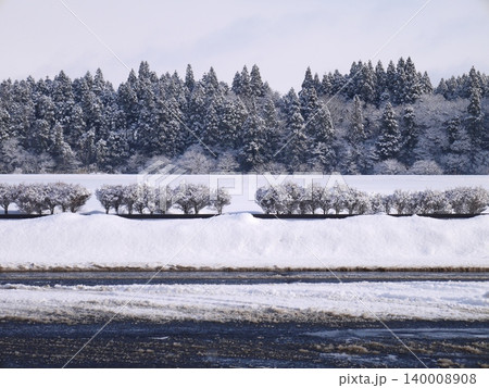 雪の積もった杉の木 雪の積もった杉の木 140008908