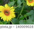 サマーイエロー 140009028