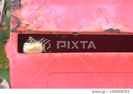 lizard hiding in old red post box on home fence lizard hiding in old red post box on home fence 140009265