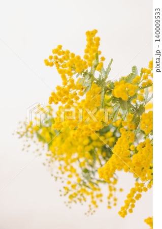 ミモザの黄色い花を白背景で室内撮影09 ミモザの黄色い花を白背景で室内撮影09 140009533
