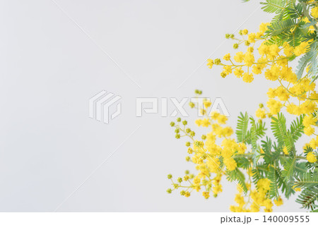 ミモザの黄色い花を白背景で室内撮影31 ミモザの黄色い花を白背景で室内撮影31 140009555