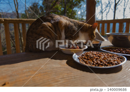 餌を食べる猫 餌を食べる猫 140009686