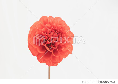 赤いダリアの花を白背景で撮影08 140009758