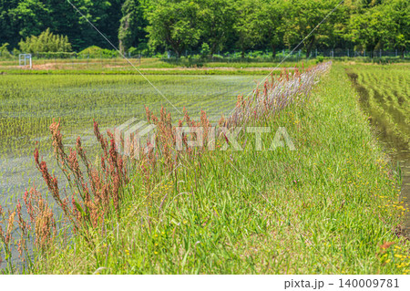畦道に生える野草 スイバ 滋賀県高島市マキノ町 畦道に生える野草 スイバ 滋賀県高島市マキノ町 140009781
