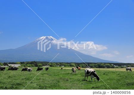 快晴の朝霧高原 どこまでも広がる青空と富士山と放牧地の牛 快晴の朝霧高原 どこまでも広がる青空と富士山と放牧地の牛 140009856