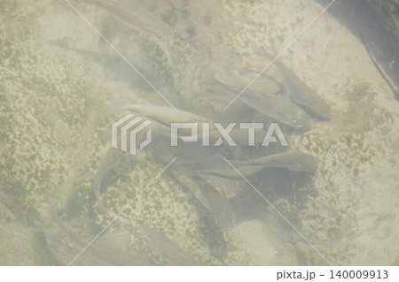 魚群 魚群 140009913