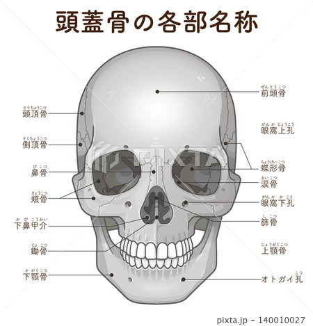 頭蓋骨の各部名称 Names of the parts of the skull 頭蓋骨の各部名称 Names of the parts of the skull 140010027