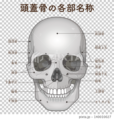 頭骨各部分的名稱 140010027