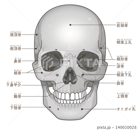 頭蓋骨の各部名称 Names of the parts of the skull 頭蓋骨の各部名称 Names of the parts of the skull 140010028