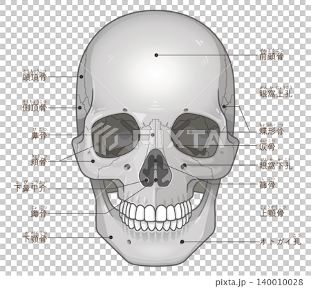 頭蓋骨の各部名称 Names of the parts of the skull 頭蓋骨の各部名称 Names of the parts of the skull 140010028