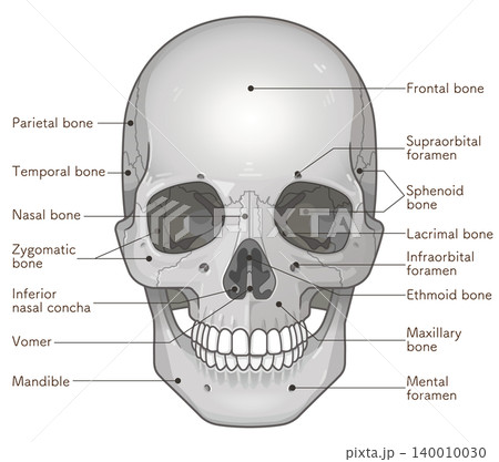 頭蓋骨の各部名称 Names of the parts of the skull 頭蓋骨の各部名称 Names of the parts of the skull 140010030