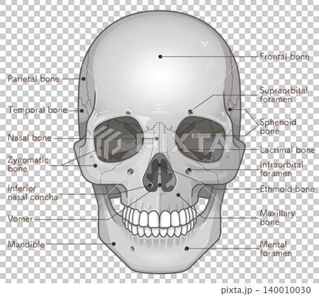 頭蓋骨の各部名称 Names of the parts of the skull 頭蓋骨の各部名称 Names of the parts of the skull 140010030