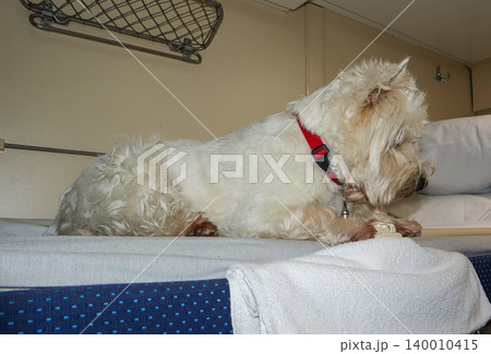 A white West Highland Terrier with a red collar sits on the upper bunk of a passenger train cabin. The dog looks down with interest, exploring its surroundings during the trip. A white West Highland Terrier with a red collar sits on the upper bunk of a passenger train cabin. The dog looks down with interest, exploring its surroundings during the trip. 140010415