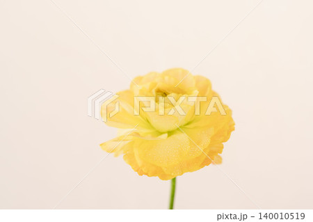 水滴の付いた黄色いラナンキュラスの花をベージュ背景で室内撮影07. 140010519