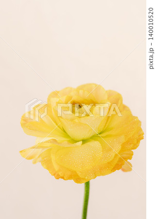 水滴の付いた黄色いラナンキュラスの花をベージュ背景で室内撮影08 140010520
