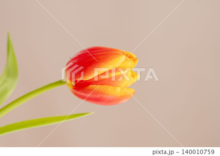 オレンジ赤色のチューリップの花をベージュ背景で室内撮影59 140010759