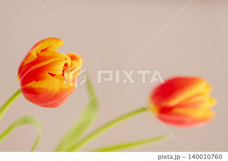 オレンジ赤色のチューリップの花をベージュ背景で室内撮影60 140010760