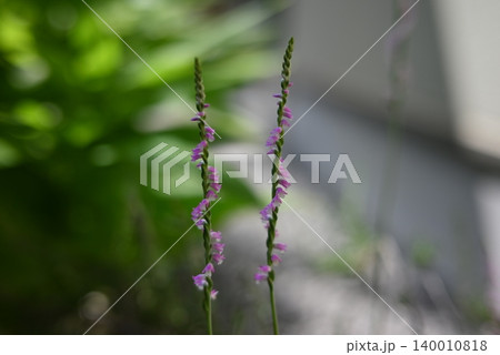 六月、鉢植えに勝手に生えたネジバナの開花 140010818