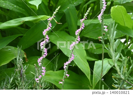 六月、鉢植えに勝手に生えたネジバナの開花 140010821