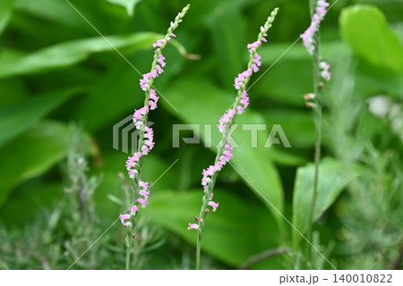 六月、鉢植えに勝手に生えたネジバナの開花 六月、鉢植えに勝手に生えたネジバナの開花 140010822