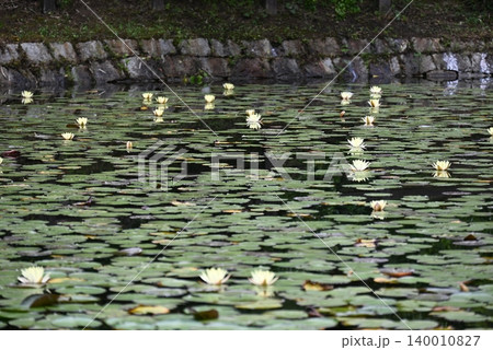 六月、馬見丘陵公園のスイレンの花 六月、馬見丘陵公園のスイレンの花 140010827