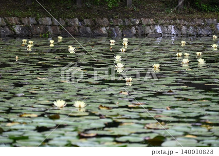六月、馬見丘陵公園のスイレンの花 140010828