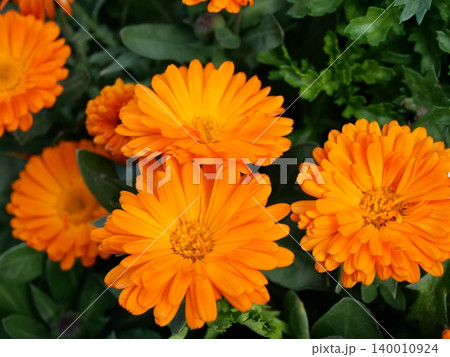 オレンジ色のキンセンカの花が咲いています オレンジ色のキンセンカの花が咲いています 140010924