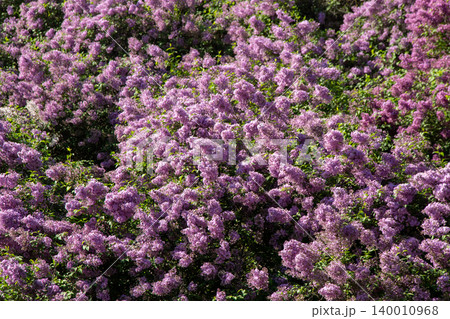 Purple Lilac pink flower Blossom. Syringa Flowers Purple Lilac pink flower Blossom. Syringa Flowers 140010968