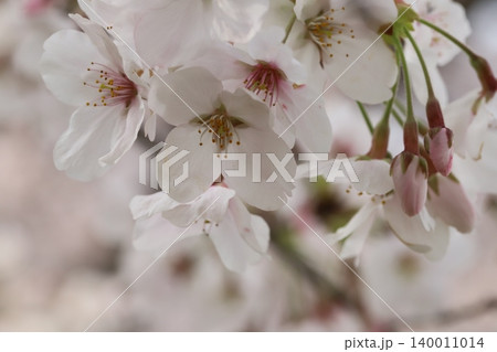春の公園に咲く薄桃色のソメイヨシノの桜の花 140011014