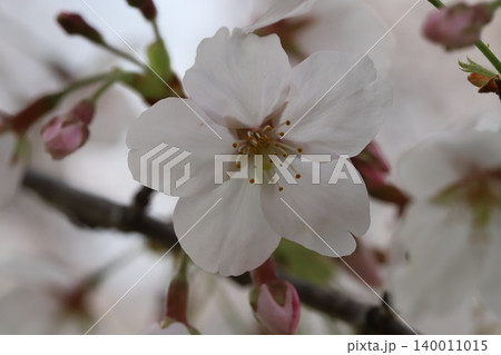 春の公園に咲く薄桃色のソメイヨシノの桜の花 春の公園に咲く薄桃色のソメイヨシノの桜の花 140011015