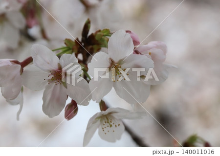 春の公園に咲く薄桃色のソメイヨシノの桜の花 140011016