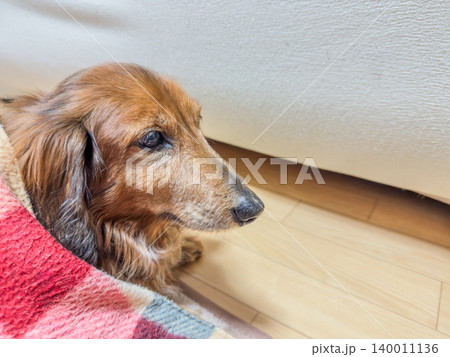 毛布にくるまってくつろぐシニア犬 毛布にくるまってくつろぐシニア犬 140011136
