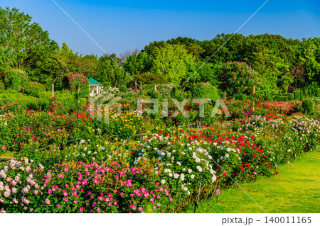 五月晴れの早朝 満開の京成バラ園 カラフルな薔薇が咲き誇る無人の広角風景 五月晴れの早朝 満開の京成バラ園 カラフルな薔薇が咲き誇る無人の広角風景 140011165