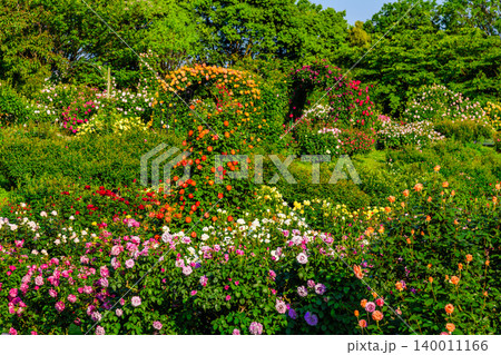 五月晴れの早朝 満開の京成バラ園 カラフルな薔薇が咲き誇る無人の広角風景 五月晴れの早朝 満開の京成バラ園 カラフルな薔薇が咲き誇る無人の広角風景 140011166