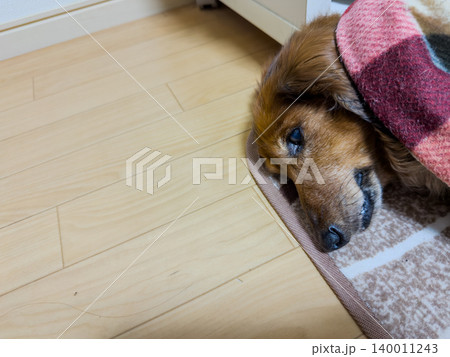 床で眠るミニチュアダックスフンド 床で眠るミニチュアダックスフンド 140011243