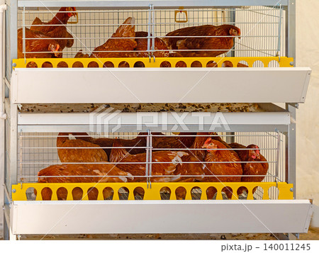 Brown chickens in metal cage 140011245