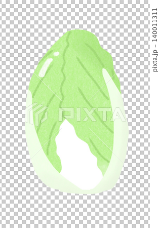 Cabbage illustration Cabbage illustration 140011311