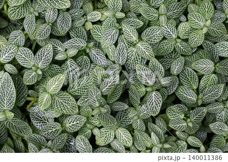 Top View of Fittonia Plant With Patterned Green and White Leaves Top View of Fittonia Plant With Patterned Green and White Leaves 140011386
