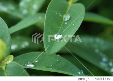 梅雨　雨に濡れた葉 140011549