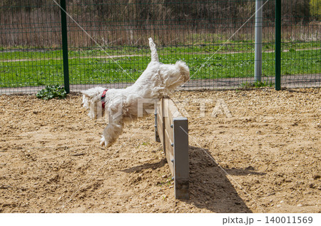 A small white Westie dog leaps over a wooden hurdle at an outdoor agility training ground. The event takes place on a sunny day with green grass in the background. A small white Westie dog leaps over a wooden hurdle at an outdoor agility training ground. The event takes place on a sunny day with green grass in the background. 140011569