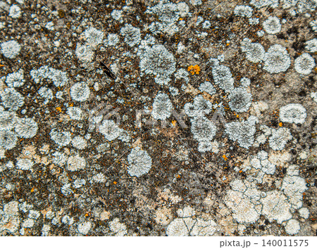 Detailed shot shows white and orange lichen growing on a rough stone surface. This natural occurrence highlights the textures and patterns formed by the lichen over time. 140011575