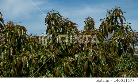 Avocado trees grow with dense green foliage and young leaves under a bright sky. Mountains can be seen in the background, creating a natural setting for the plantation. 140011577