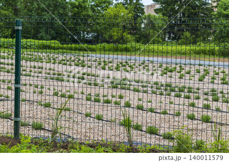 Young lavender plants growing in gravel field behind metal fence. Agriculture 140011579