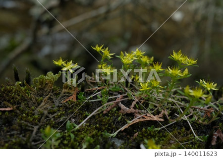 苔の上に咲くツルマンネングサの黄色い花 140011623